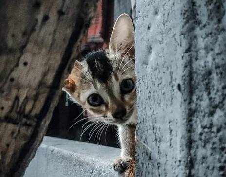 potret lucu hewan mengintip dari balik tembok (reddit.com/foxyvanloxy)