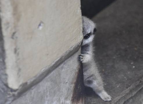 potret lucu hewan mengintip dari balik tembok (reddit.com/kirtty)