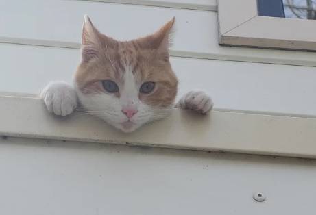 potret lucu hewan mengintip dari balik tembok (reddit.com/MaKl345)