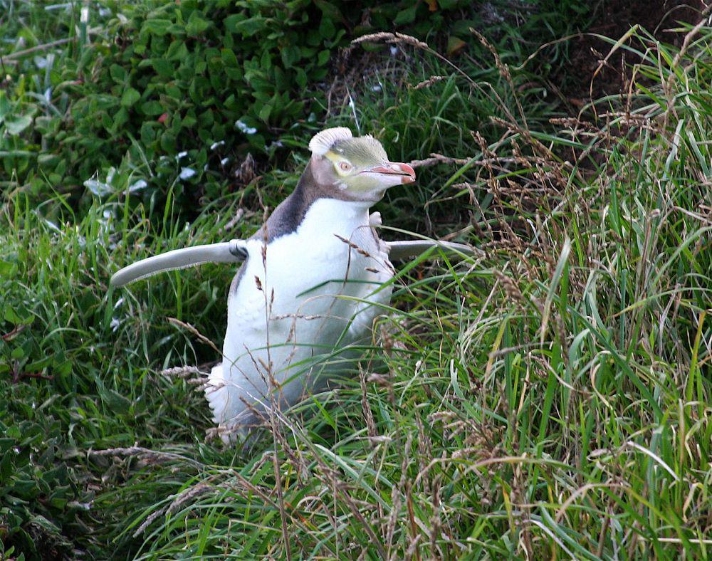 5 Fakta Penguin Bermata Kuning, Suka Hidup Menyendiri