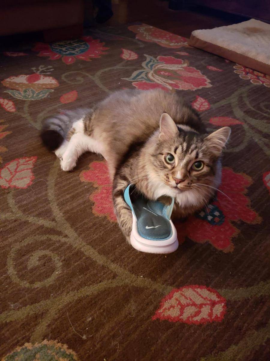 foto lucu dan gemas anabul bersama sandal (reddit.com/user/Nero2434)