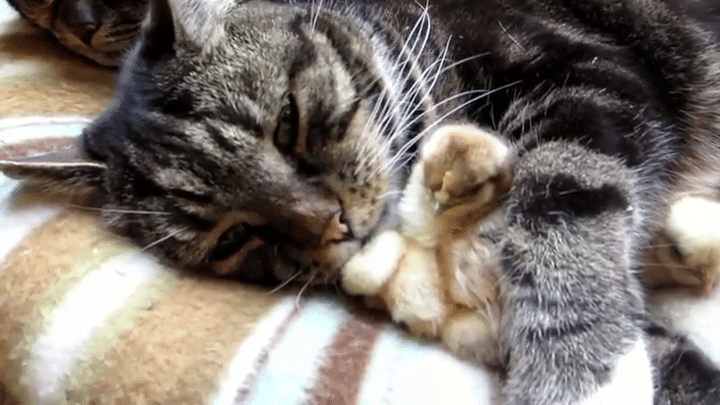 foto gemas persahabatan ayam dengan hewan lain (reddit.com/user/lnfinity)