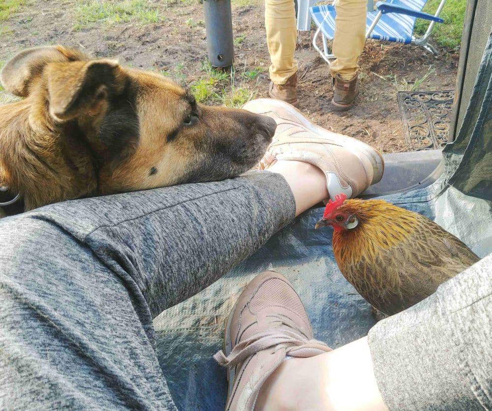 foto gemas persahabatan ayam dengan hewan lain (reddit.com/user/Dancing-ovaries)