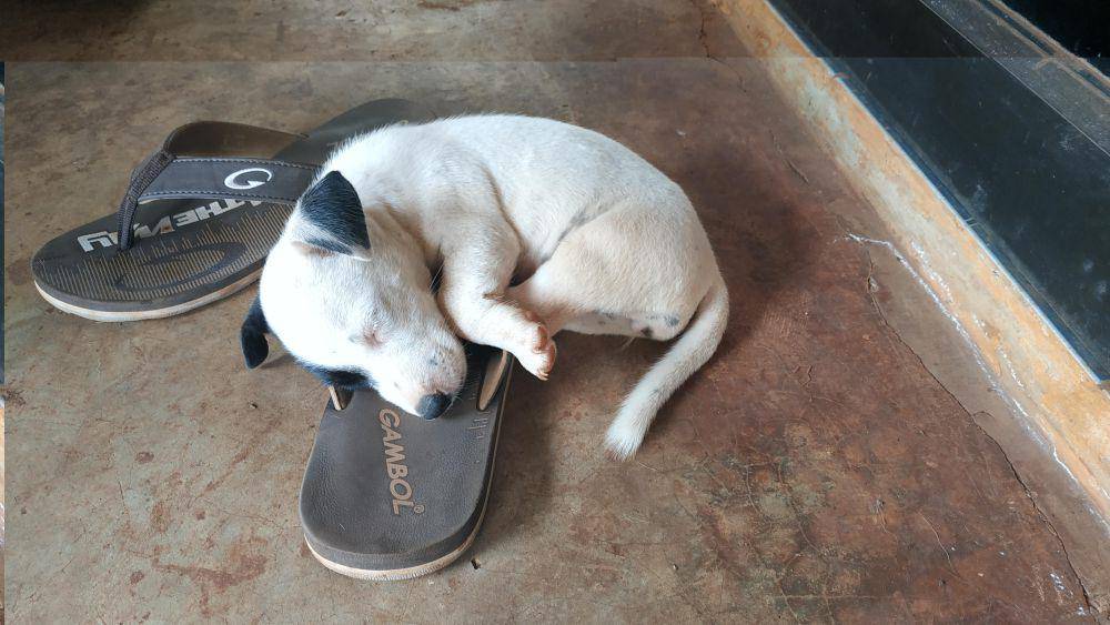 foto lucu dan gemas anabul bersama sandal (reddit.com/user/AntiSocialBlogger)