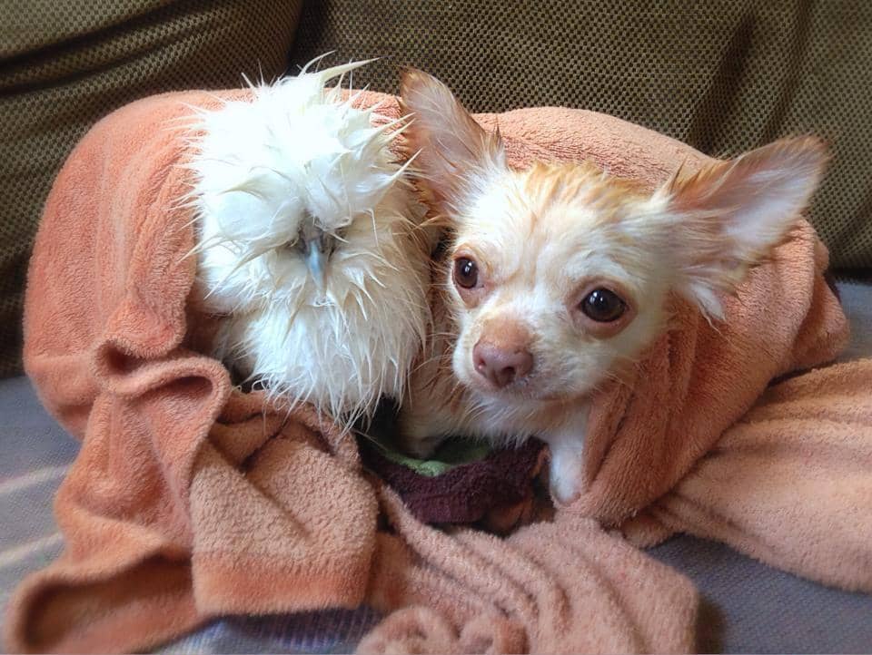 foto gemas persahabatan ayam dengan hewan lain (reddit.com/user/lnfinity)