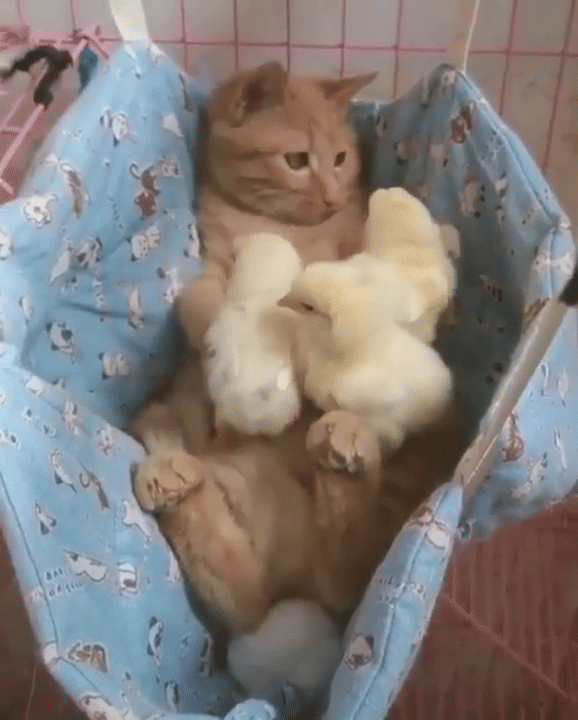 foto gemas persahabatan ayam dengan hewan lain (reddit.com/user/The-Nic)