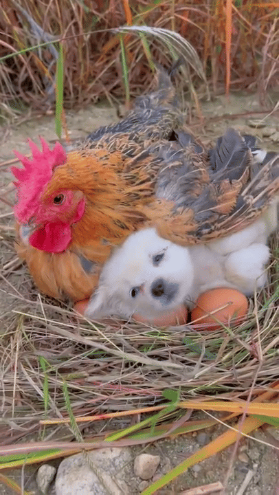 foto gemas persahabatan ayam dengan hewan lain (reddit.com/r/aww)