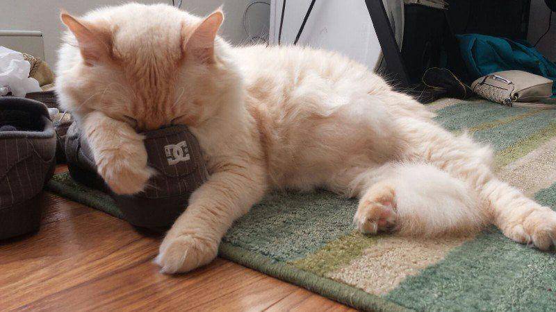 foto lucu dan gemas anabul bersama sandal (reddit.com/user/SmartAssX)