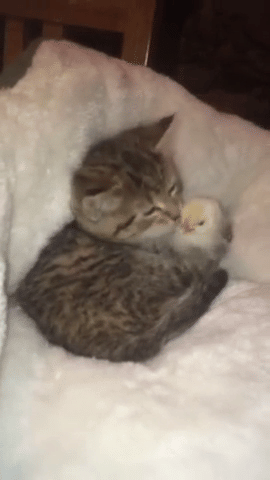 foto gemas persahabatan ayam dengan hewan lain (reddit.com/user/G3uta-m)