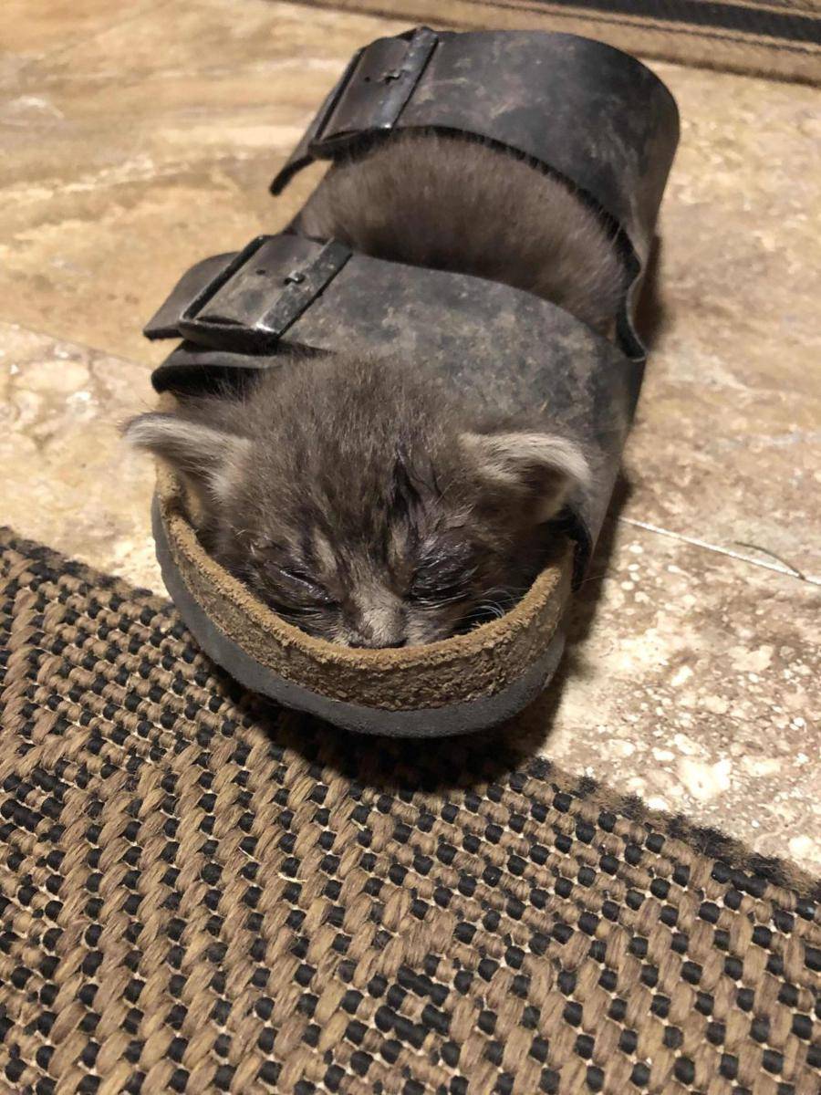 foto lucu dan gemas anabul bersama sandal (reddit.com/user/Tie-dyedHorse)