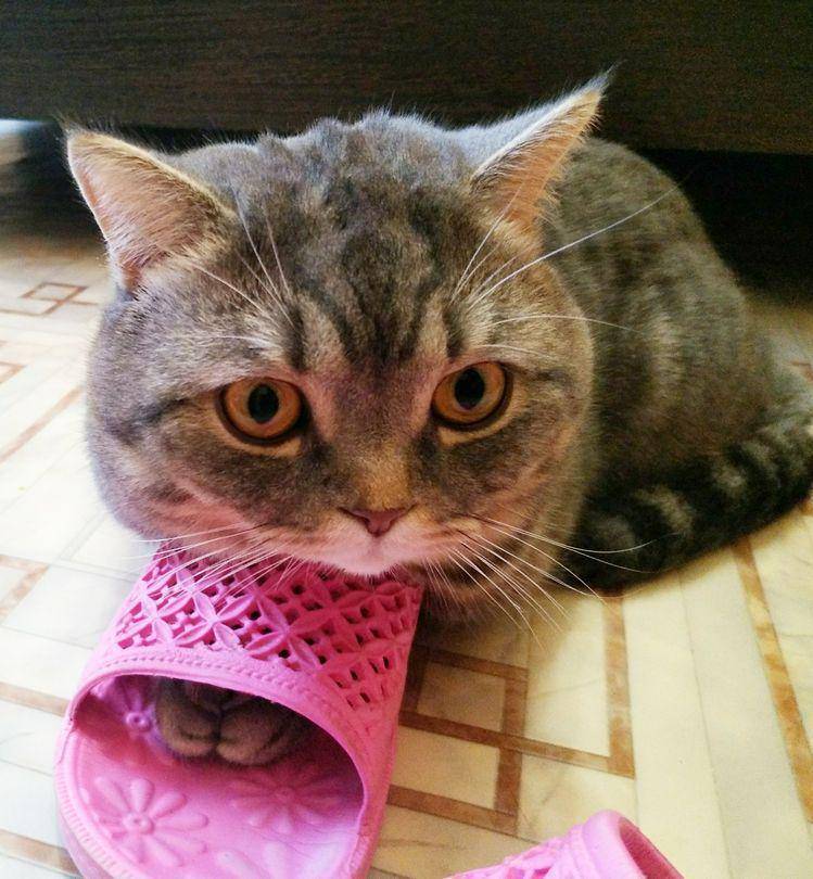 foto lucu dan gemas anabul bersama sandal (reddit.com/user/Flimsyplural790)