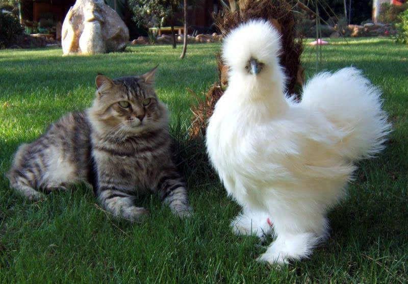 foto gemas persahabatan ayam dengan hewan lain (reddit.com/r/aww)