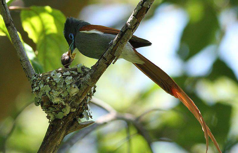 African paradise flycatcher (commons.wikimedia.org/Derek Keats)