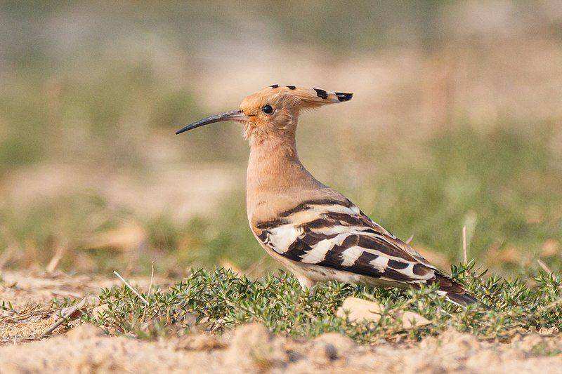 Common hoopoe (commons.wikimedia.org/Nrik Kiran)