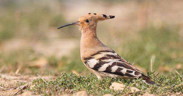 Common hoopoe (commons.wikimedia.org/Nrik Kiran)