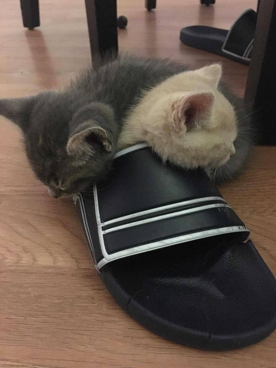 foto lucu dan gemas anabul bersama sandal (reddit.com/user/guelz215)
