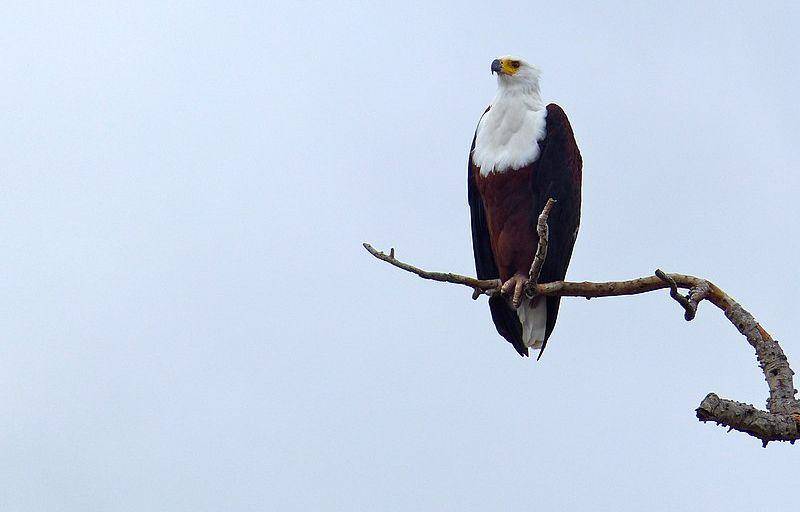African fish eagle (commons.wikimedia.org/Bernard Dupont)
