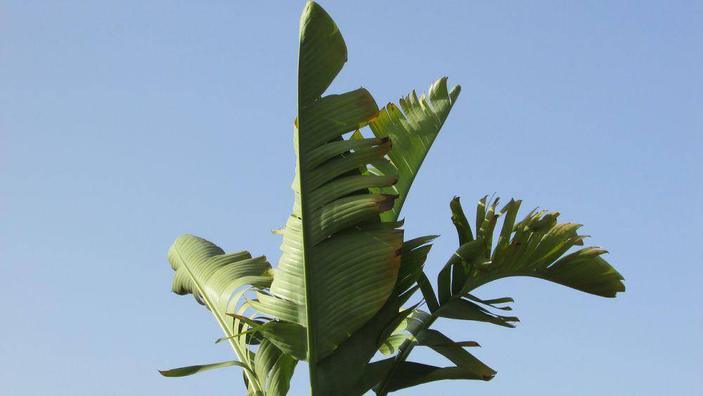 ilustrasi daun pisang (pixabay.com/dimitrisvetsikas1969)