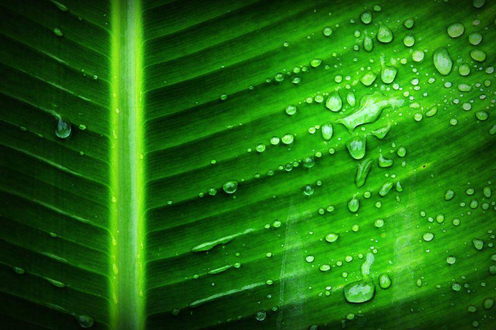ilustrasi daun pisang (pixabay.com/41330)