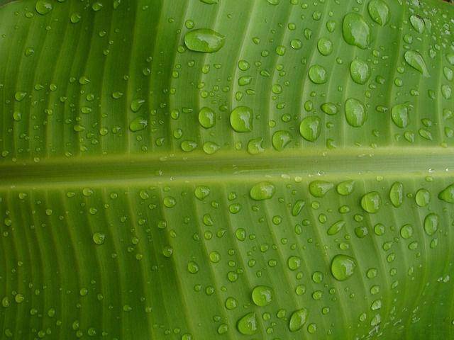 ilustrasi daun pisang (pixabay.com/PublicDomainPictures)