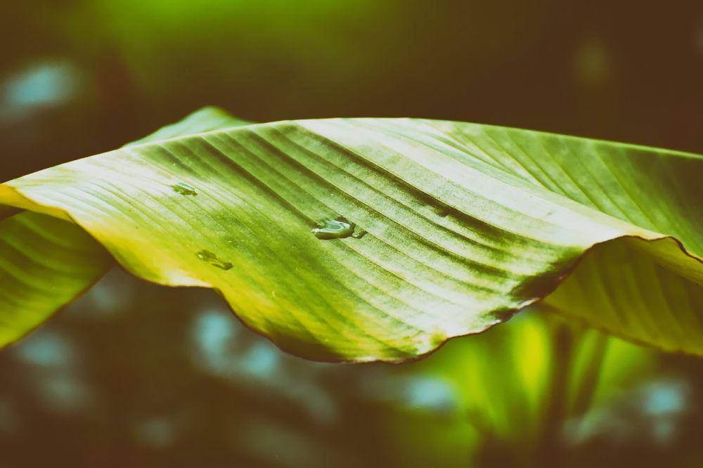 ilustrasi daun pisang (pixabay.com/Alexas_Fotos)