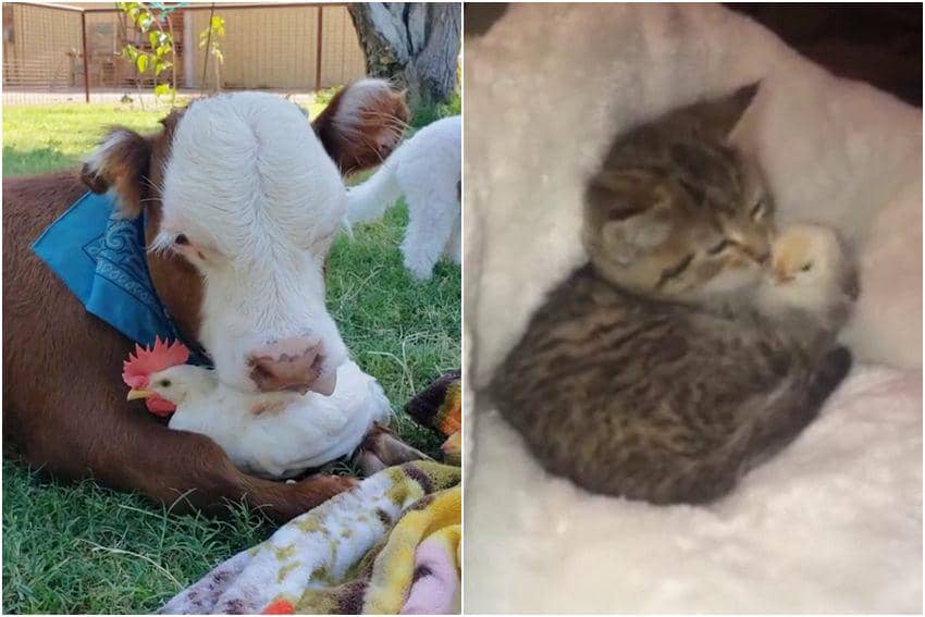 8 Foto Gemas Persahabatan Ayam dan Hewan Lain, Akrab Betul!