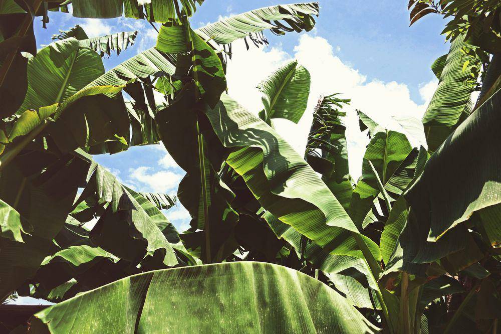 ilustrasi daun pisang (pixabay.com/Republica)
