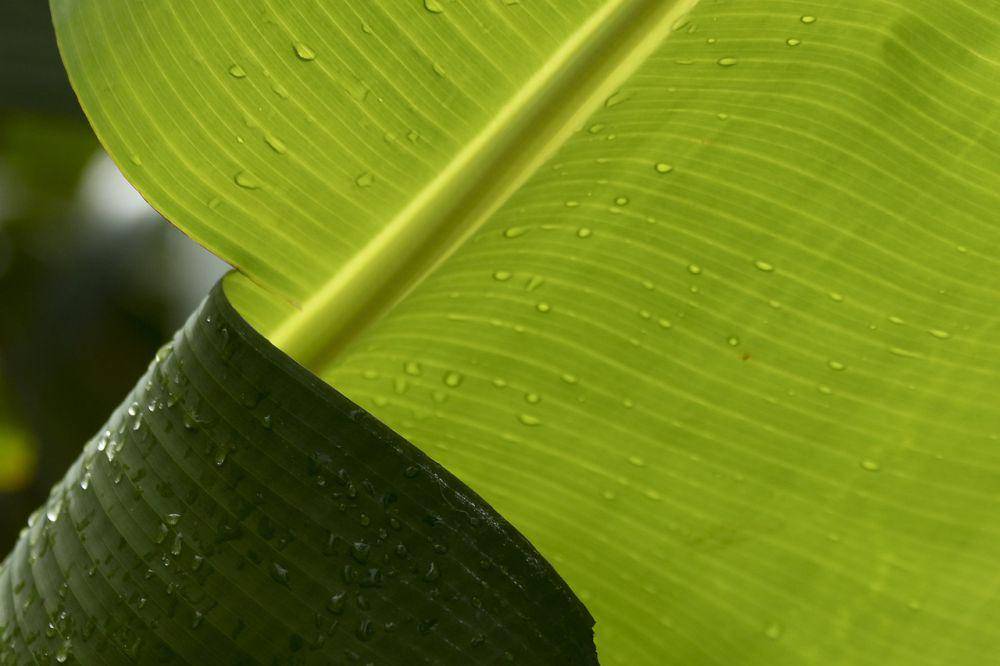 ilustrasi daun pisang (pixabay.com/camilajcastillo)