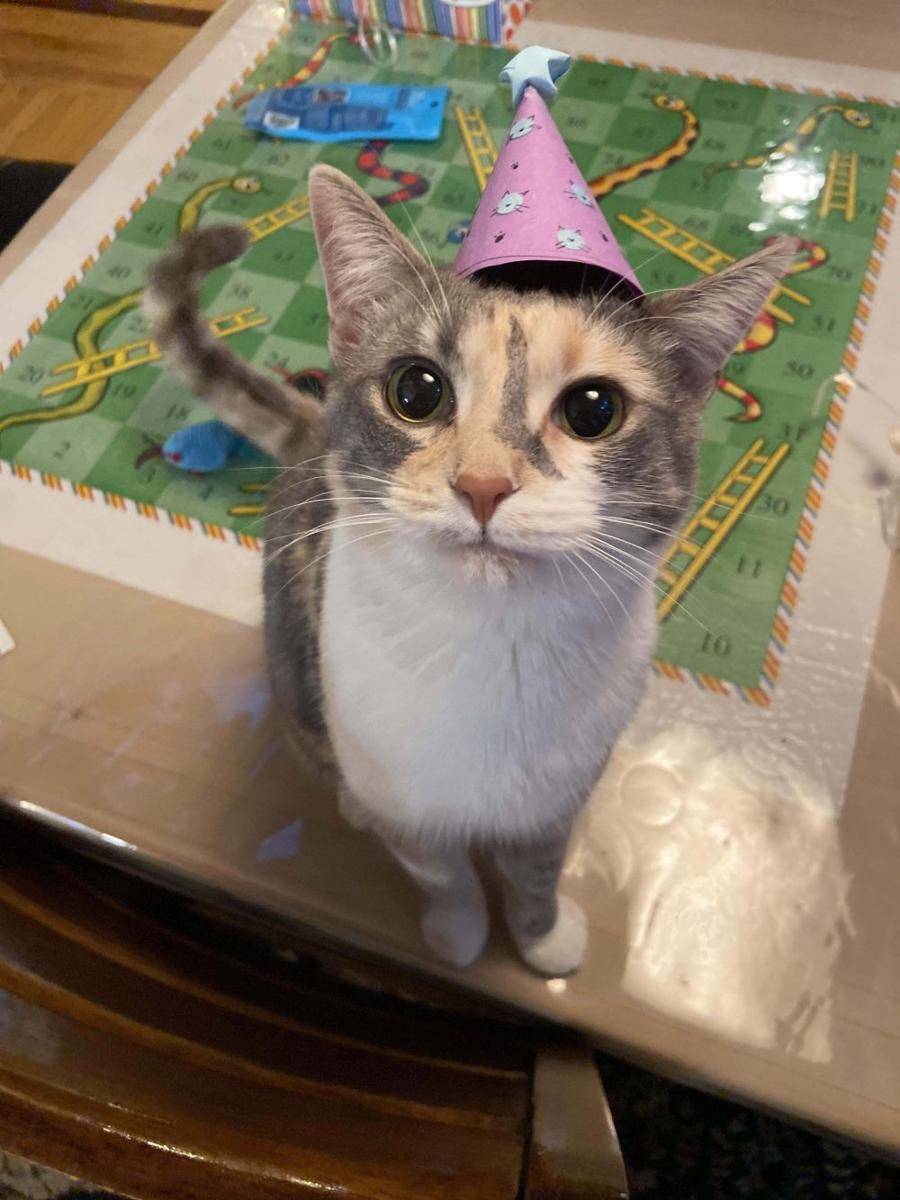 foto gemas kucing pakai topi ulang tahun (reddit.com/user/stuckinanegg)