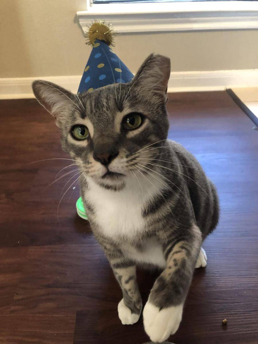 foto gemas kucing pakai topi ulang tahun (reddit.com/user/Jenology)