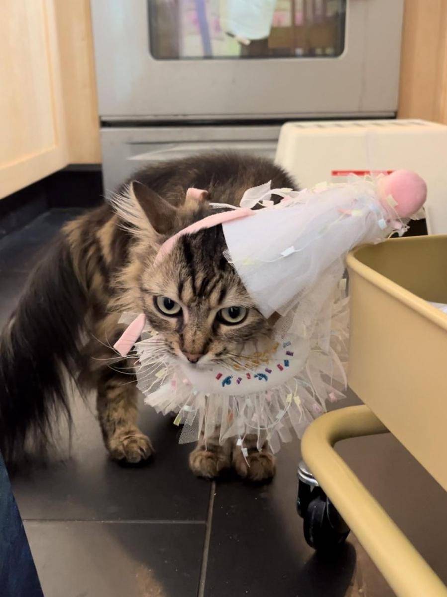 foto gemas kucing pakai topi ulang tahun (reddit.com/user/TiramisuTheCat)