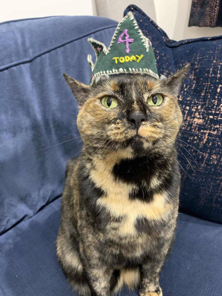 foto gemas kucing pakai topi ulang tahun (reddit.com/user/MelodyPlusML)