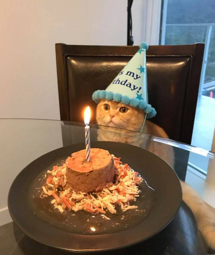 foto gemas kucing pakai topi ulang tahun (reddit.com/user/DewdropPeachyCheer)