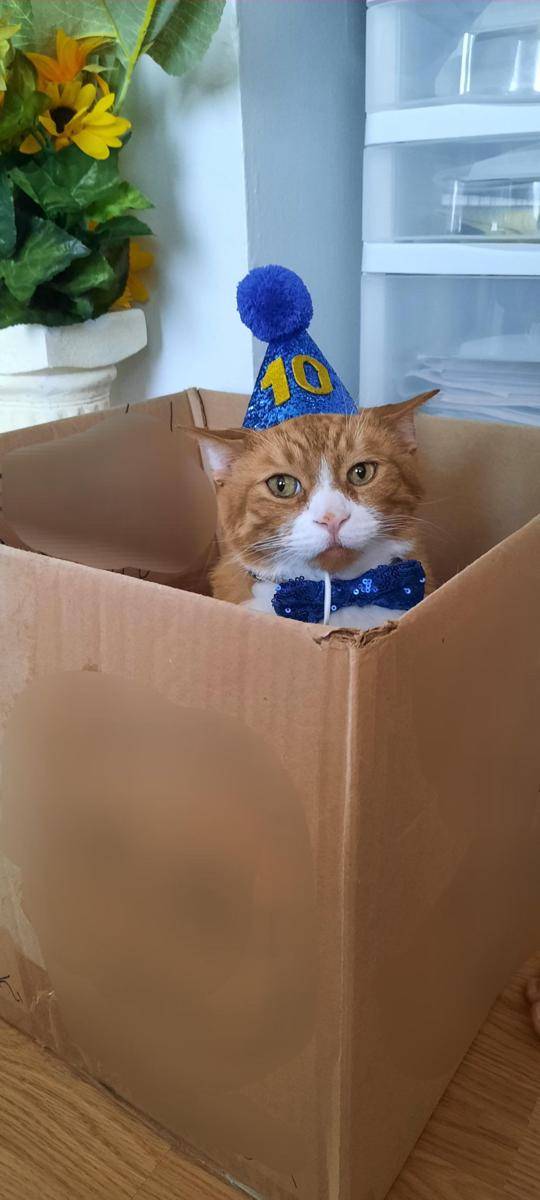 foto gemas kucing pakai topi ulang tahun (reddit.com/user/Jimins_Mami)