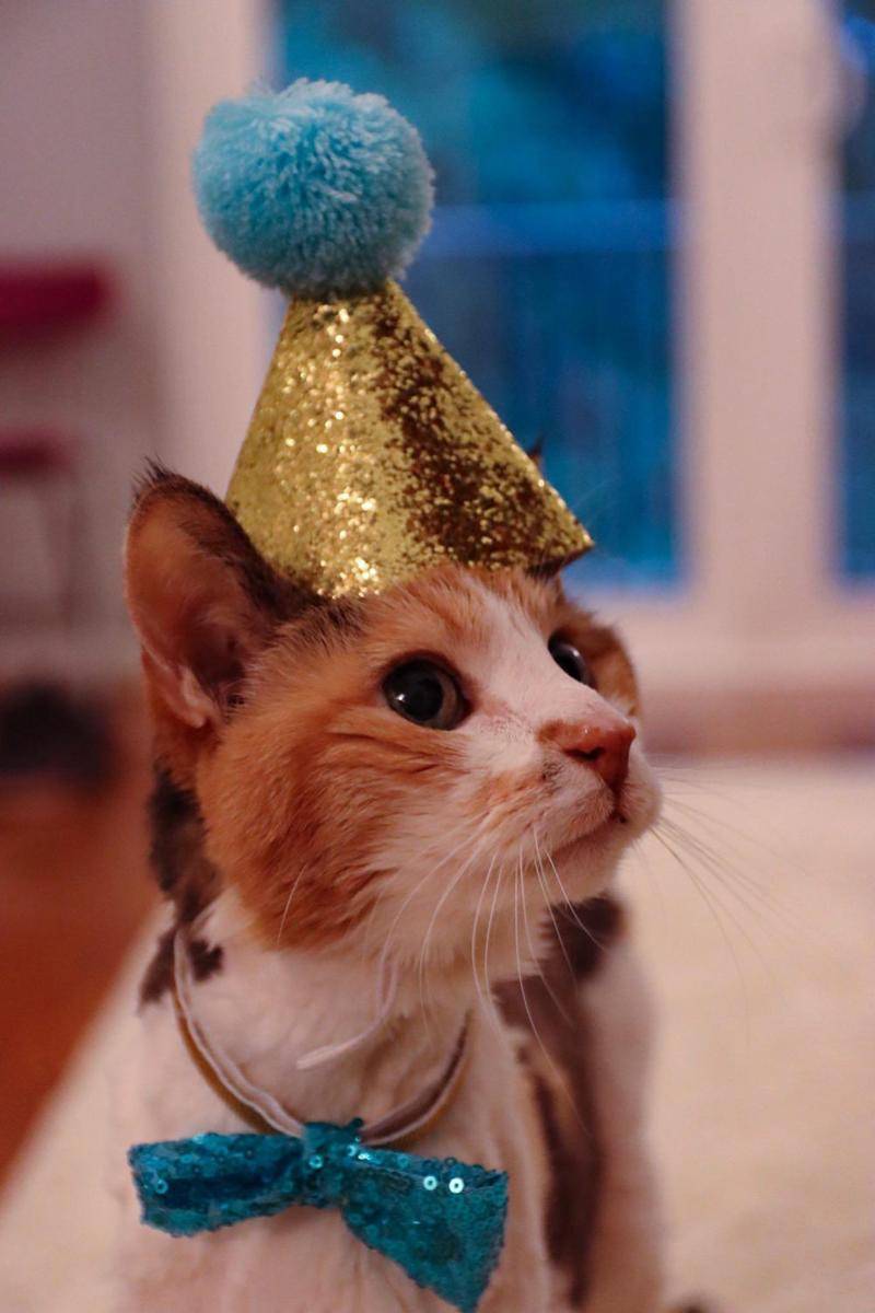 foto gemas kucing pakai topi ulang tahun (reddit.com/user/kasey8)