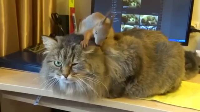 potret keakraban tupai dengan hewan lain (reddit.com/r/AnimalsBeingBros)