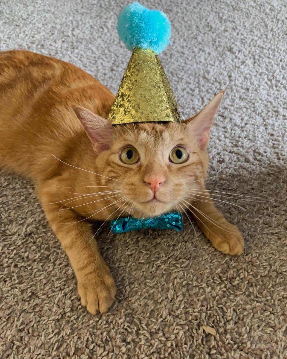 foto gemas kucing pakai topi ulang tahun (reddit.com/user/159iki)