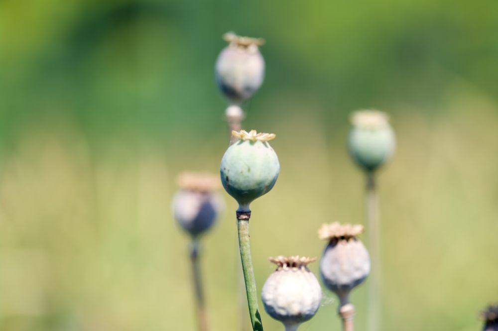 bunga opium (unsplash.com/Alex Belogub)