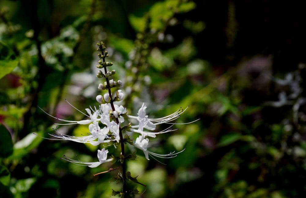 Tanaman kumis kucing (pixabay.com/hartono subagio)