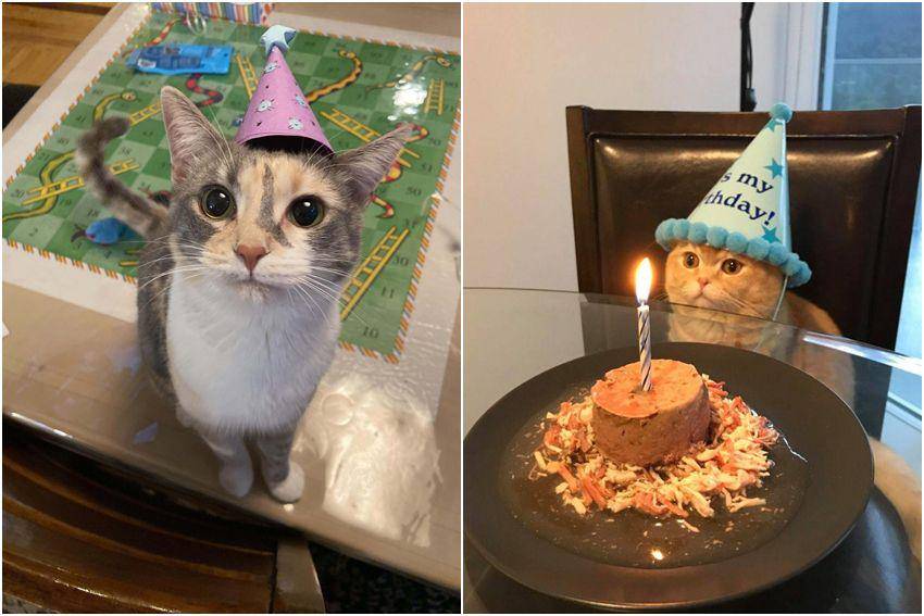 kolase foto gemas kucing pakai topi ulang tahun (reddit.com/user/stuckinanegg | reddit.com/user/DewdropPeachyCheer)