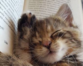 potret kocak hewan asyik membaca (reddit.com/danamohamed)
