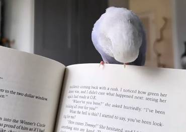 potret kocak hewan asyik membaca (reddit.com/boredasf-ck)