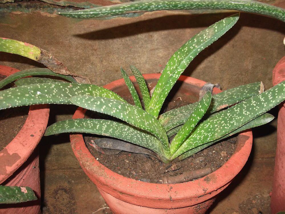 Gasteria (commons.m.wikimedia.org/Yercaud-elango)