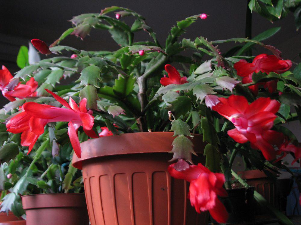 Thanksgiving cactus (commons.m.wikimedia.org/M. Christian Loan)