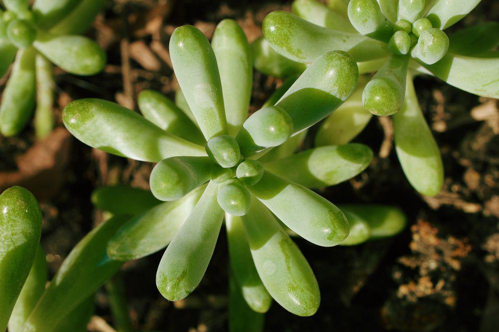 Sedum (commons.m.wikimedia.org/Levi Clancy)