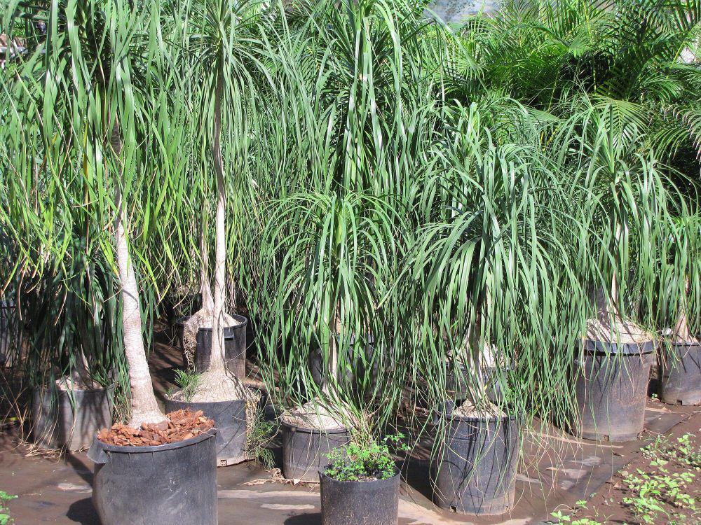 Ponytail palm (commons.m.wikimedia.org/Forest and Kim Starr)