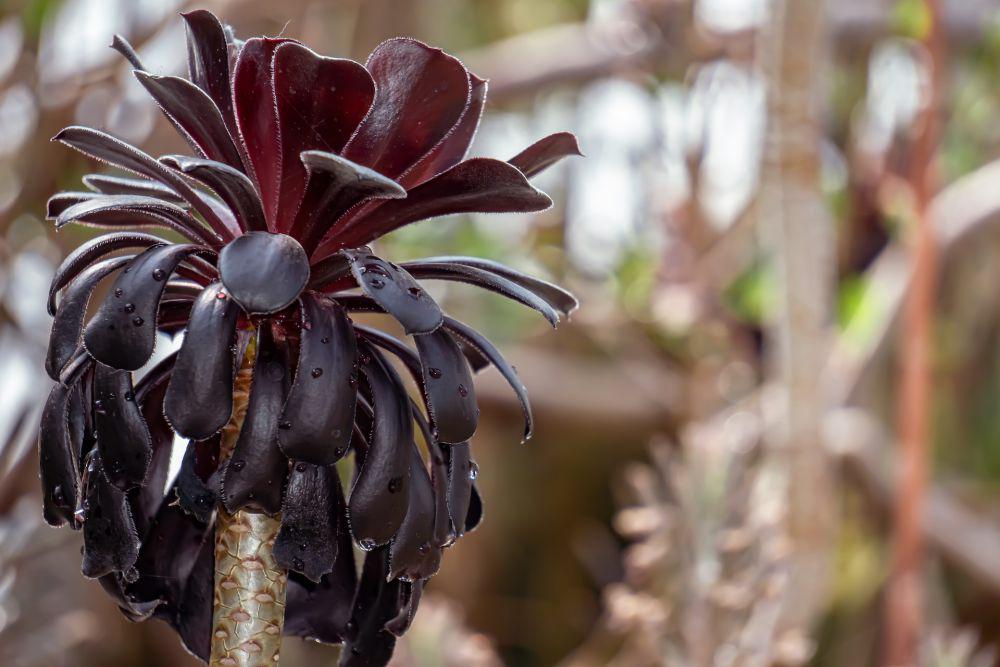 Aeonium (unsplash.com/Aravind Reddy Tarugu)