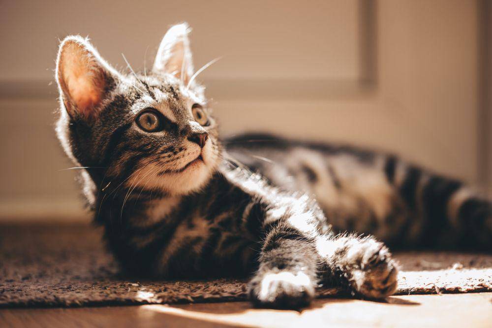 ilustrasi kucing menunggu pemiliknya di luar kamar mandi (unsplash.com/Elvira Visser)