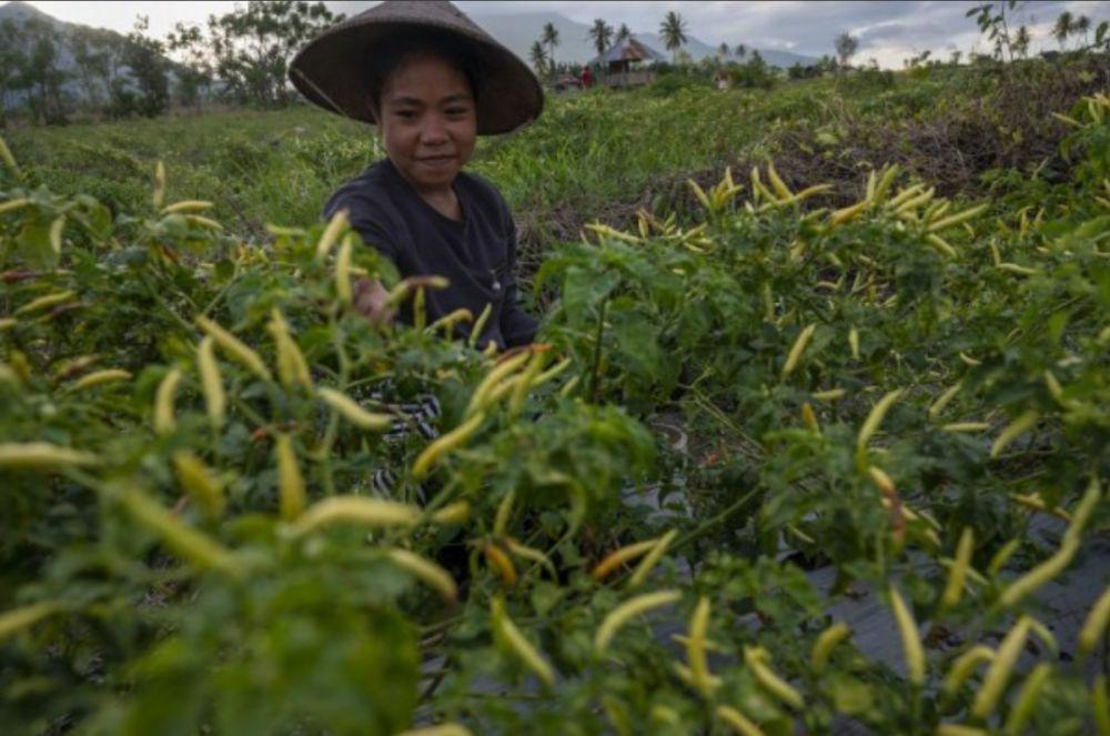 ilustrasi petani cabai (ANTARA FOTO/Basri Marzuki)