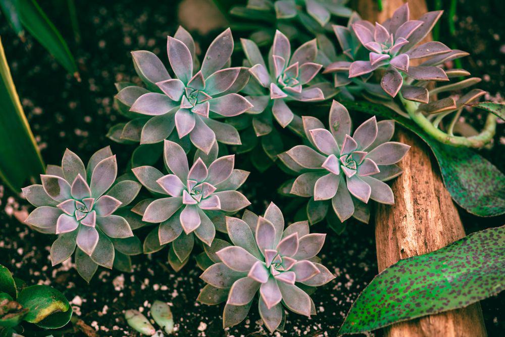 Echeveria (unsplash.com/Jeremy Horvatin)